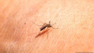 Leia mais sobre o artigo Ácidos da pele humana podem atrair mosquitos, mostra estudo