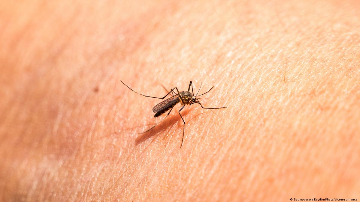 Você está visualizando atualmente Ácidos da pele humana podem atrair mosquitos, mostra estudo