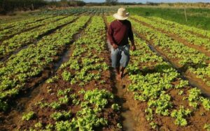 Leia mais sobre o artigo Agraer ajuda agroindústrias com a nova rotulagem de alimentos