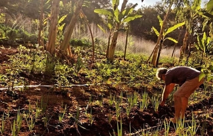 Você está visualizando atualmente Agricultores diversificam produção dentro do sistema agroflorestal