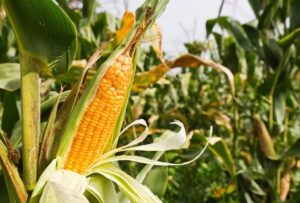 Leia mais sobre o artigo Colheita do milho safrinha rende 11,4 milhões de toneladas em MS