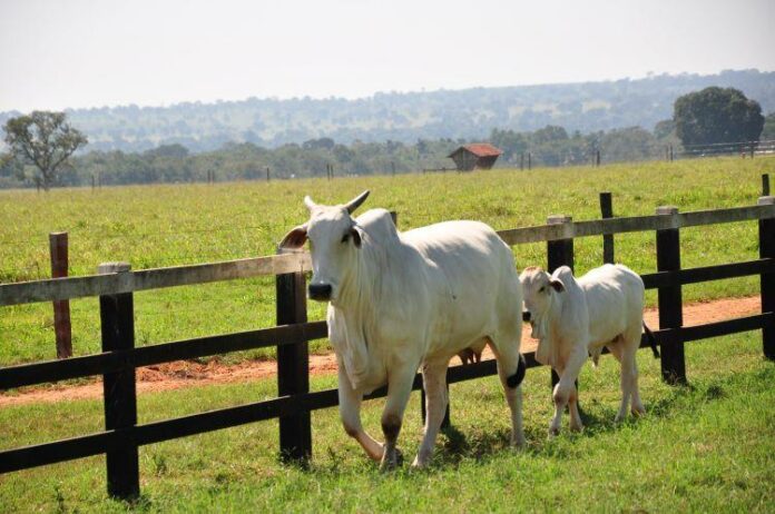 Você está visualizando atualmente Estação bovinocultura aumenta em 31% margem atividade