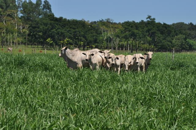 Você está visualizando atualmente Pasto limpo de plantas invasoras dobra a lotação de gado da fazenda