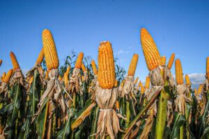 Leia mais sobre o artigo Produção de etanol de milho cresce quase 800% em cinco anos