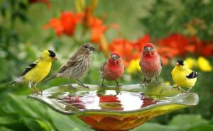 Leia mais sobre o artigo SAÚDE MENTAL: Ouvir passarinhos cantando reduz a ansiedade e a paranoia