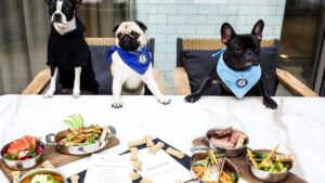 Leia mais sobre o artigo VÍDEO: Restaurante cria rodízio chique para cães nos EUA