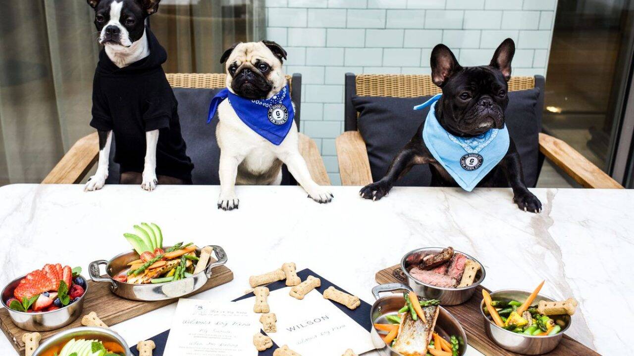 Você está visualizando atualmente VÍDEO: Restaurante cria rodízio chique para cães nos EUA