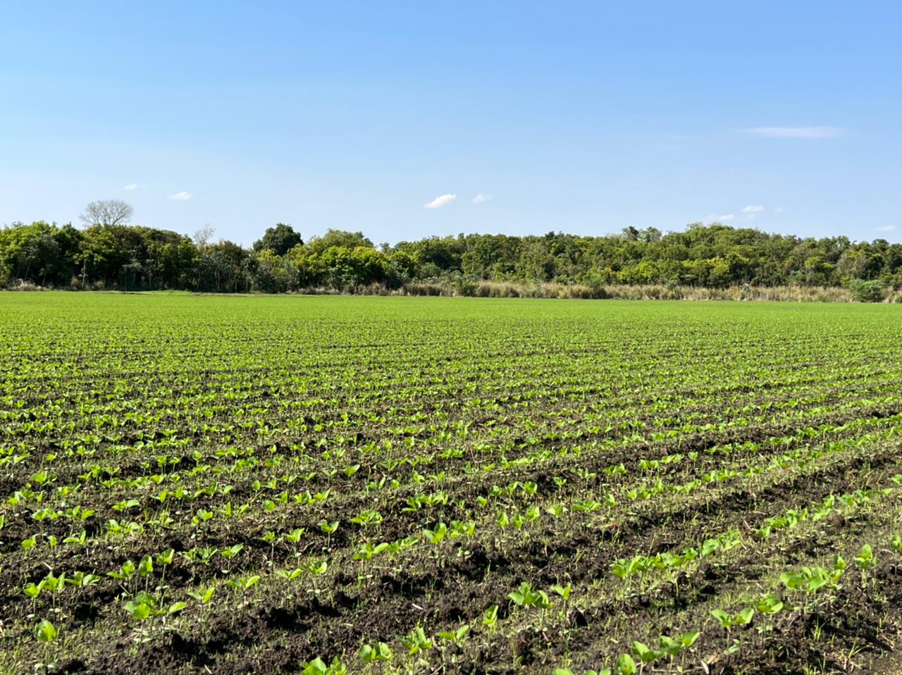 Você está visualizando atualmente Equipamento novo, agricultor familiar planta soja em camalhões