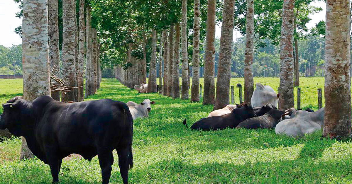 Você está visualizando atualmente MS Agro 2022 vai debater os desafios da pecuária e da agricultura