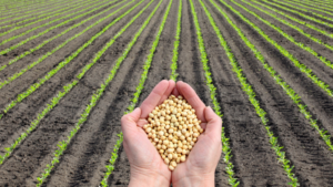 Leia mais sobre o artigo MS AGRO: Mercado aponta 2023 positivo para grãos brasileiros
