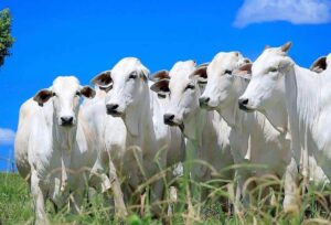 Leia mais sobre o artigo AVANÇO: Receita com exportação de carne bovina em outubro sobe 126%