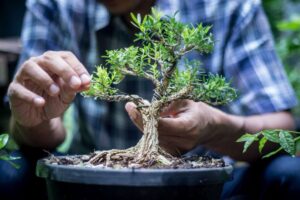 Leia mais sobre o artigo MINIJARDIM: Suculentas, terrários e bonsais trazem mais verde para o lar