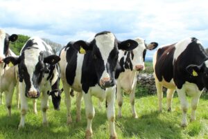 Leia mais sobre o artigo Vacas alimentadas com cânhamo produziram leite com THC e CBD