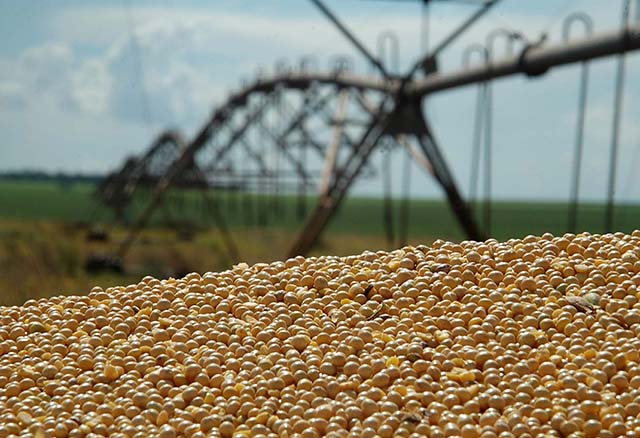 Você está visualizando atualmente Aprosoja/MS e Famasul alertam agricultores sobre Caruru palmeri