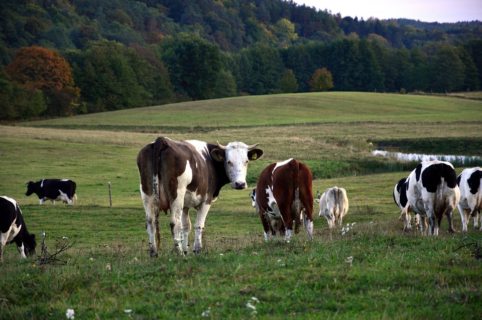 Você está visualizando atualmente Dispositivos em animais pode tornar as fazendas mais inteligentes