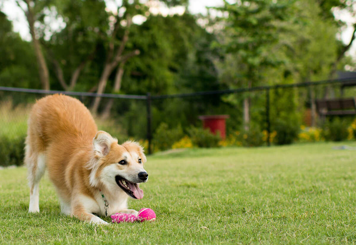 Você está visualizando atualmente Dourados libera passeio de cães e gatos em espaços públicos