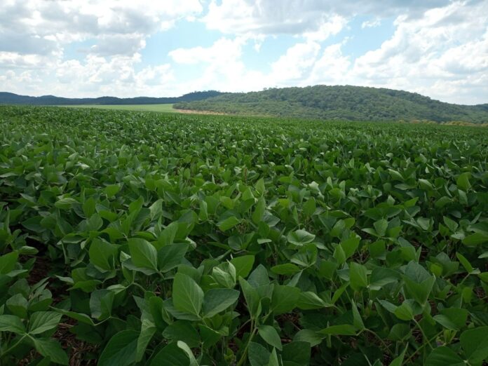 Você está visualizando atualmente Lavouras de soja de MS estão no estagio vegetativo e reprodutivo