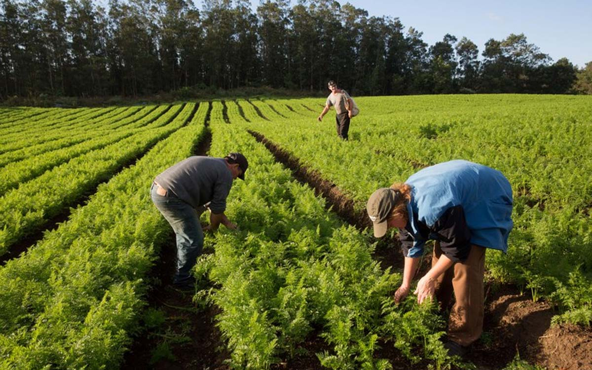 Você está visualizando atualmente Senado aprova projeto que cria autocontrole para agropecuárias