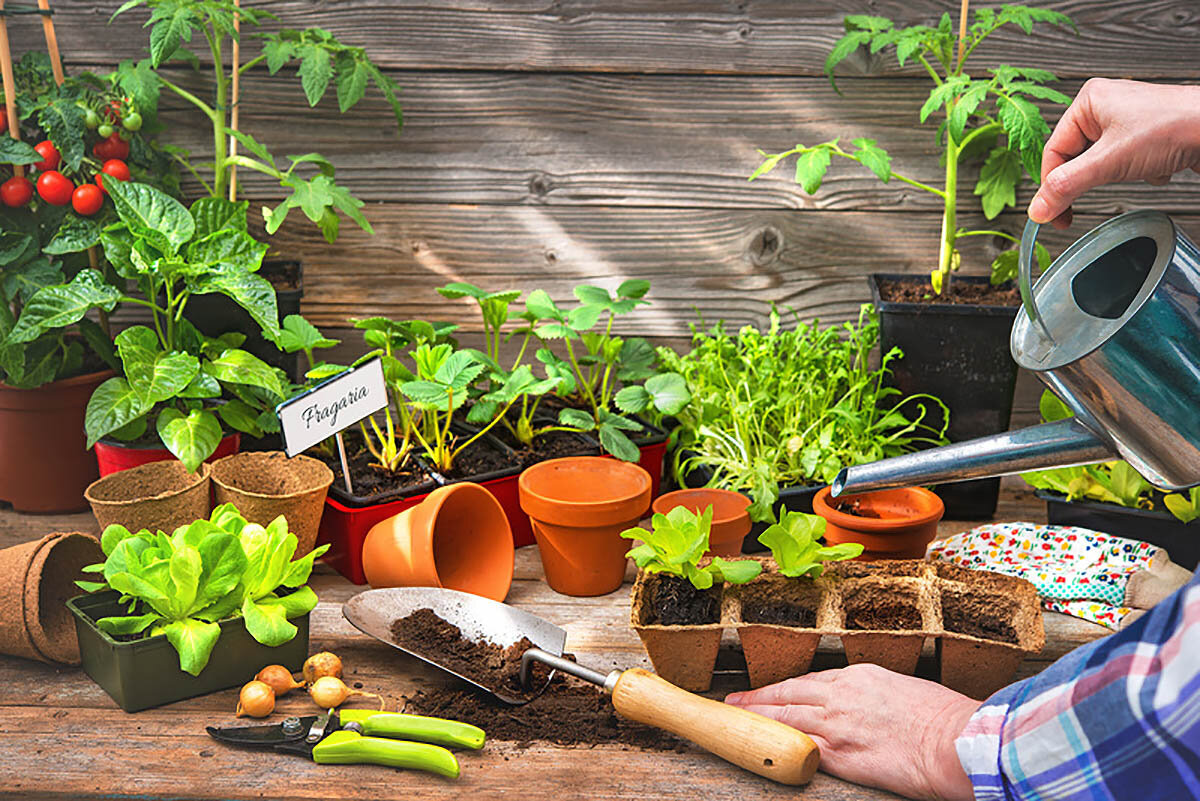 Você está visualizando atualmente Veja 7 dicas para começar a fazer horta em casa