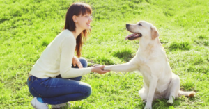 Leia mais sobre o artigo Belo Horizonte proíbe adestramento de animais com violência