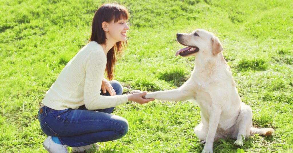 Você está visualizando atualmente Belo Horizonte proíbe adestramento de animais com violência