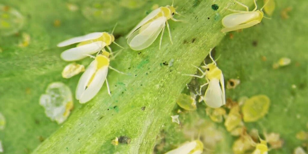 Você está visualizando atualmente Bioinseticida para controle de mosca-branca chega ao mercado