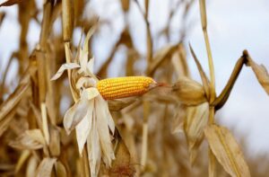 Leia mais sobre o artigo Brasil pode dobrar exportação de milho e soja deve recuar