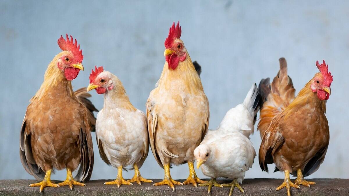 Você está visualizando atualmente GUERRA: Com preço alto dos ovos, neozelandeses criam próprias galinhas