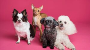 Leia mais sobre o artigo Conheça 10 raças de cachorros que não cresce muito