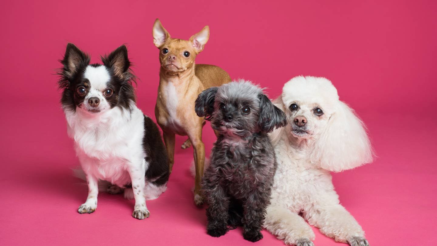 Você está visualizando atualmente Conheça 10 raças de cachorros que não cresce muito