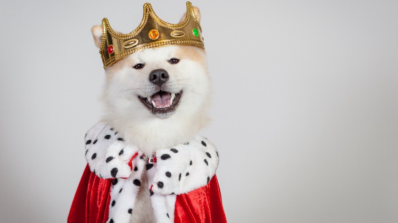 Você está visualizando atualmente Conheça os 6 pets herdeiros mais ricos do mundo