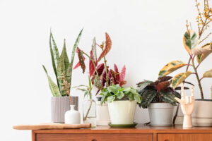 Leia mais sobre o artigo EQUILÍBRIO: Os lugares da casa para ter plantas, segundo o Feng Shui