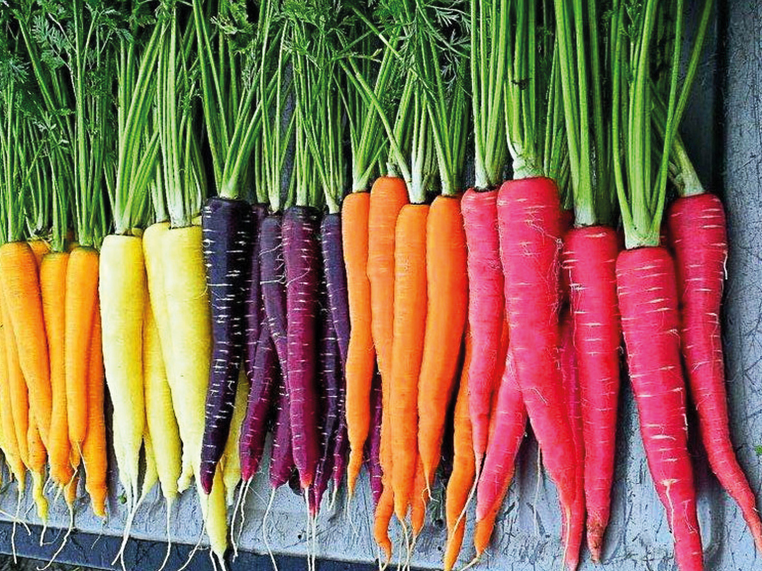 Você está visualizando atualmente GENÉTICA AGRO: Conheça alimentos em diversas cores como a mandioca rosa