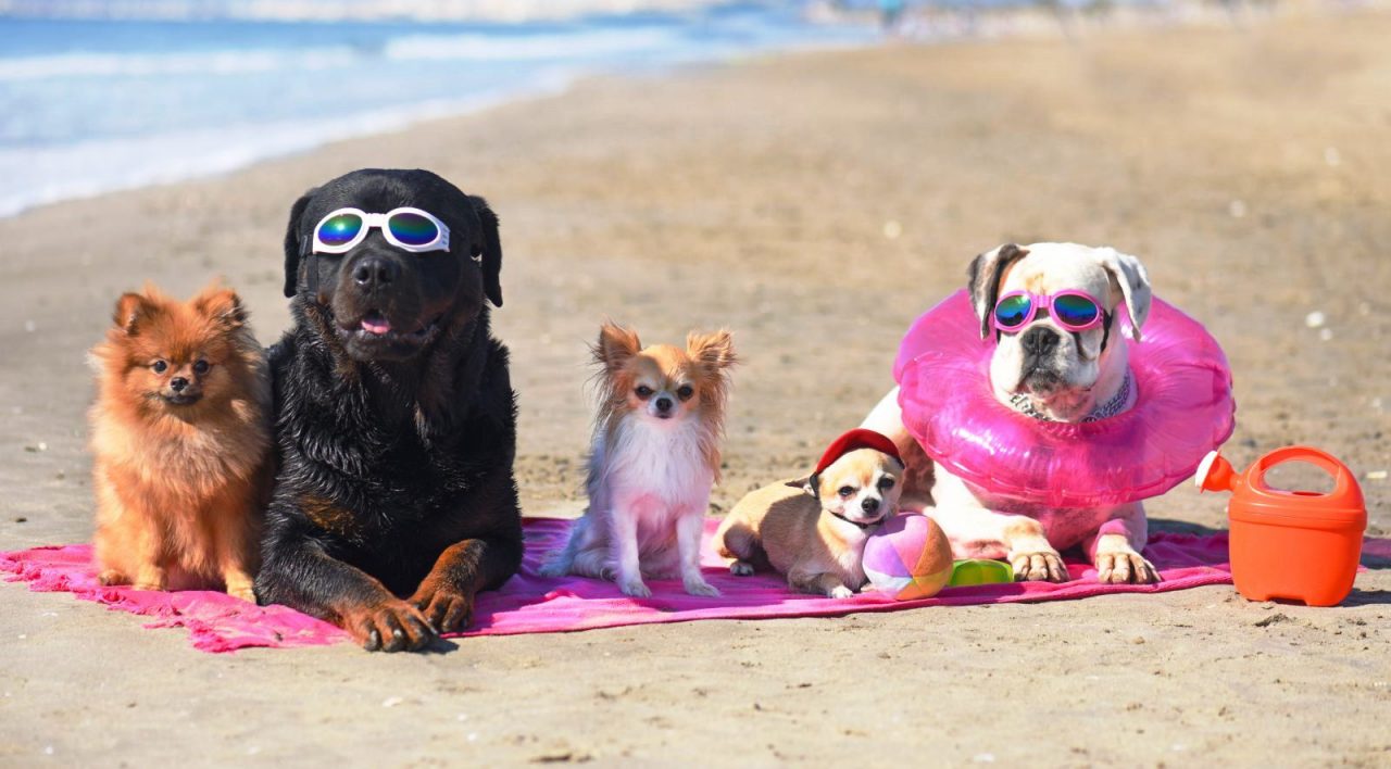 Você está visualizando atualmente Pode levar cachorro na praia? Quais os cuidados essenciais?