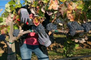 Leia mais sobre o artigo AGRO: Produtores ‘ressuscitam’ sementes em busca da ‘uva perfeita’