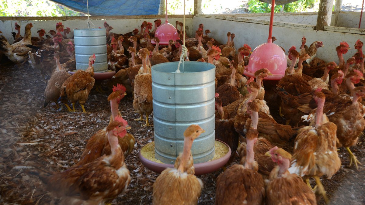 Você está visualizando atualmente EM ALTA: Consumo interno alavancam produção de aves e ovos em MS