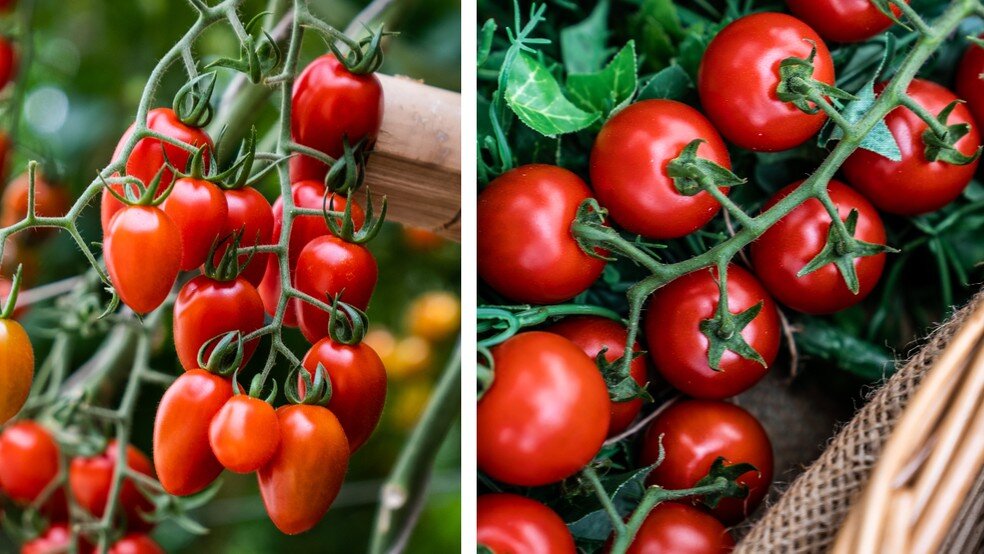 entenda-as-diferenca-entre-o-tomate-cereja-e-grape