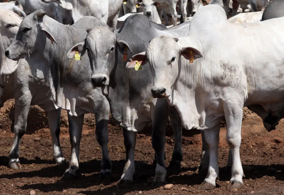 Você está visualizando atualmente Carne Brasileira: Governo monta ofensiva para evitar fechamento de mercados