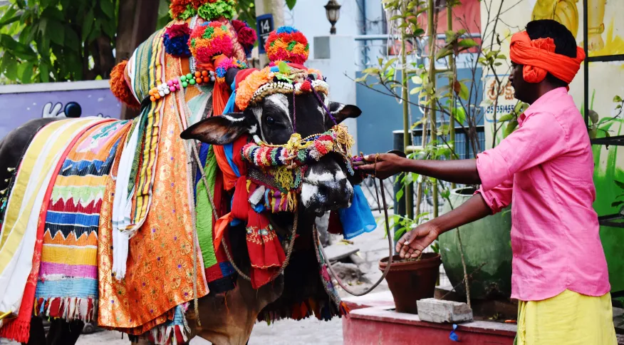 Você está visualizando atualmente DEU RUIM: Índia tenta mudar o Dia dos Namorados em “Dia de Abraçar a Vaca”