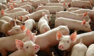 Leia mais sobre o artigo México amplia abertura para a carne suína do Brasil