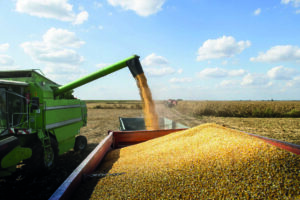 Leia mais sobre o artigo Safrinha de milho deve crescer 5,4% e com muitos desafios em MS