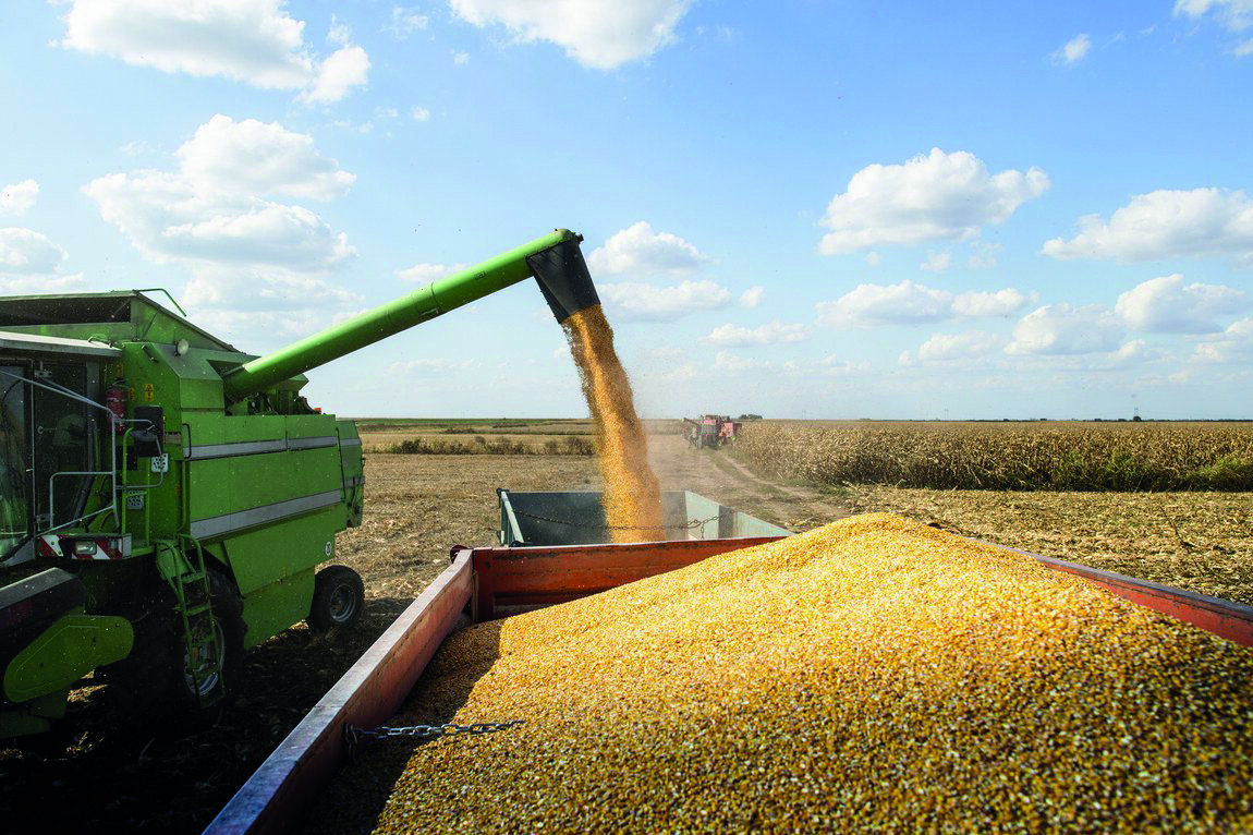 Você está visualizando atualmente Safrinha de milho deve crescer 5,4% e com muitos desafios em MS