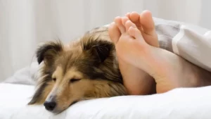 Leia mais sobre o artigo Saiba 3 cuidados para quem divide a cama com o cachorro
