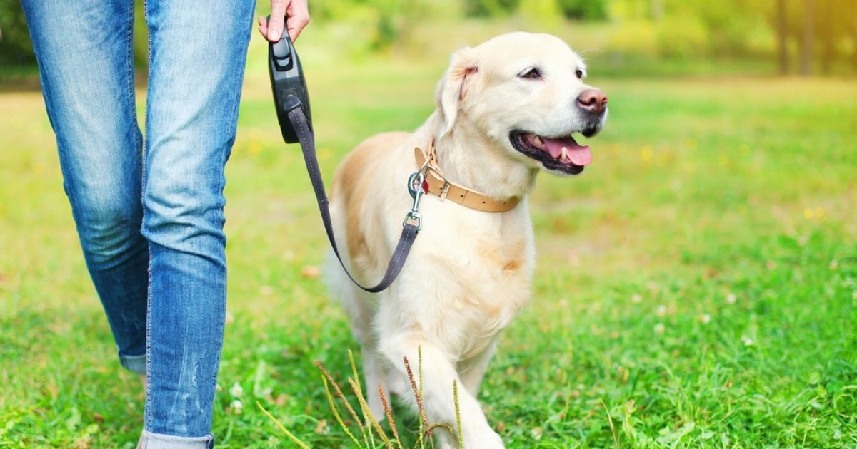 5-dicas-para-celebrar-o-dia-nacional-dos-animais-junto-ao-seu-pet