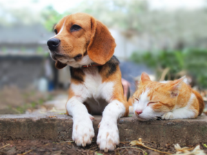 Leia mais sobre o artigo 5 dicas para celebrar o Dia Nacional dos Animais junto ao seu pet