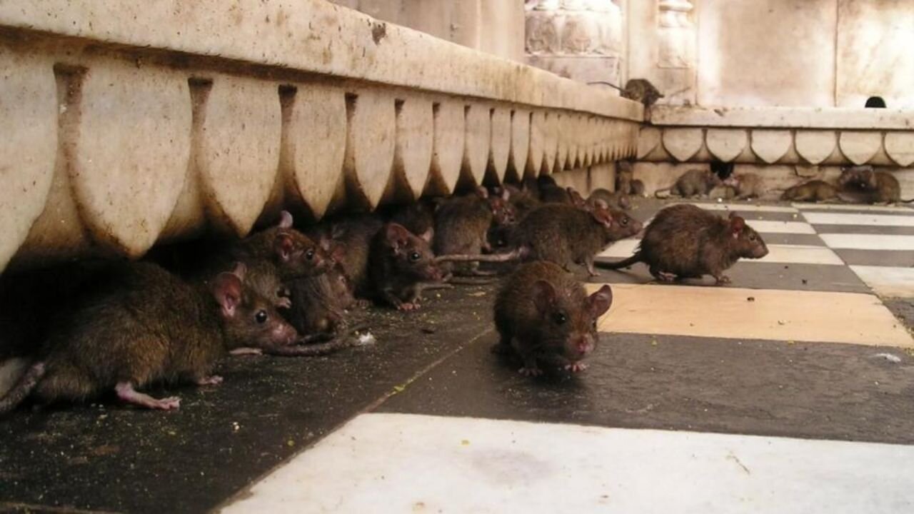 Você está visualizando atualmente POR TODO LADO: A missão do prefeito de Nova York contra ratos