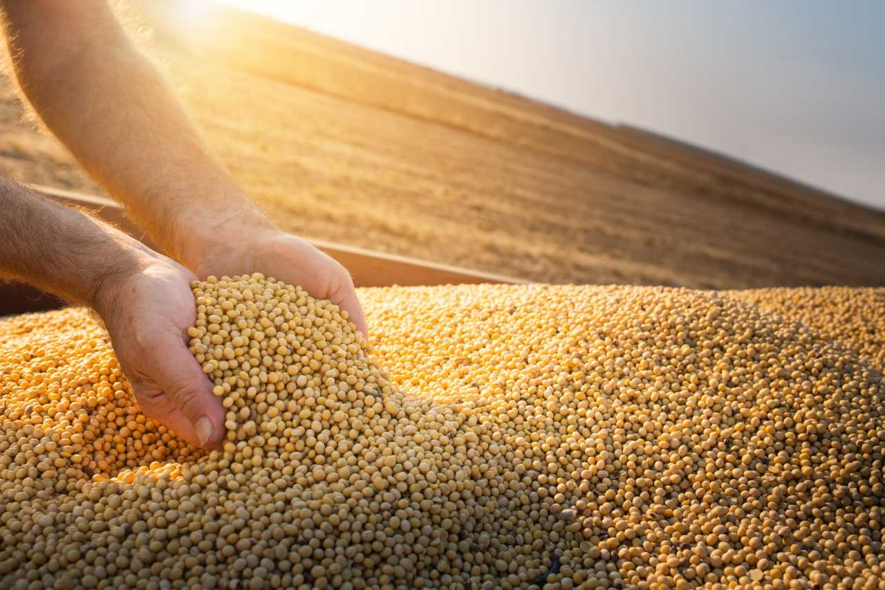 Você está visualizando atualmente Brasil negocia com China transformação agrícola do país