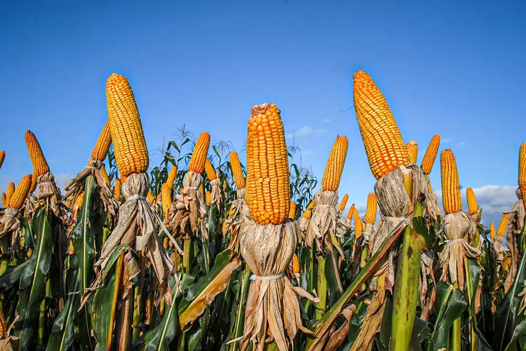 Você está visualizando atualmente Colheita de milho atinge 57% da área no RS