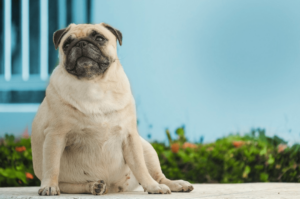 Leia mais sobre o artigo Saiba os cuidados e tratamento da obesidade em pets