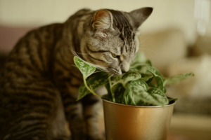 Leia mais sobre o artigo Veja lista de plantas e alimentos tóxicos para pets